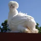 The Petting Farm photo