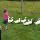 The Petting Farm photo