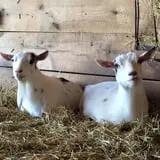 The Petting Farm photo