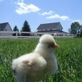 The Petting Farm photo
