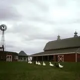The Petting Farm photo