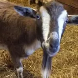 The Petting Farm photo