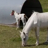 The Petting Farm photo