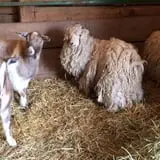 The Petting Farm photo