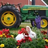The Petting Farm photo