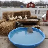 The Petting Farm photo