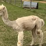 The Petting Farm photo