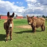 The Petting Farm photo