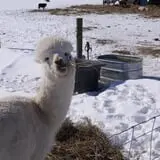 The Petting Farm photo