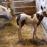 The Petting Farm photo