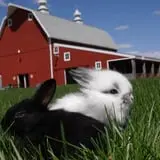 The Petting Farm photo