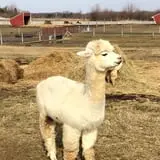 The Petting Farm photo