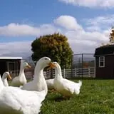 The Petting Farm photo
