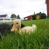 The Petting Farm photo