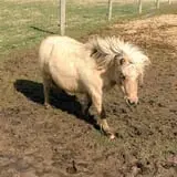 The Petting Farm photo