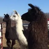 The Petting Farm photo