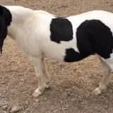 The Petting Farm photo