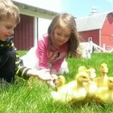 The Petting Farm photo