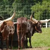 The Petting Farm photo