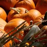Sweet Pickin's Pumkin Patch photo
