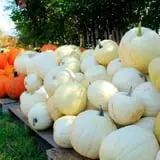 Sweet Pickin's Pumkin Patch photo