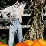 Sweet Pickin's Pumkin Patch photo
