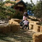Sweet Pickin's Pumkin Patch photo