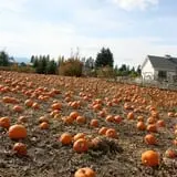 Sweet Pickin's Pumkin Patch photo