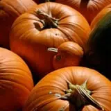 Sweet Pickin's Pumkin Patch photo