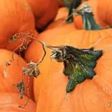 Sweet Pickin's Pumkin Patch photo