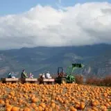 Sweet Pickin's Pumkin Patch photo