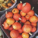 Sweet Pickin's Pumkin Patch photo
