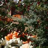 Sweet Pickin's Pumkin Patch photo