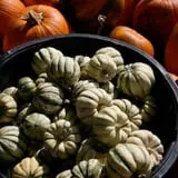 Sweet Pickin's Pumkin Patch photo