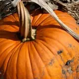 Sweet Pickin's Pumkin Patch photo