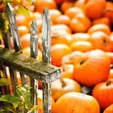 Sweet Pickin's Pumkin Patch photo