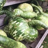 Sweet Pickin's Pumkin Patch photo