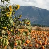 Sweet Pickin's Pumkin Patch photo