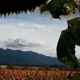 Sweet Pickin's Pumkin Patch photo