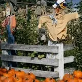 Sweet Pickin's Pumkin Patch photo