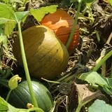Walker Farm photo