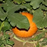 Walker Farm photo