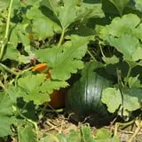 Walker Farm photo