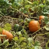 Walker Farm photo