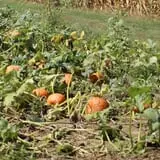 Walker Farm photo