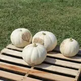 Walker Farm photo