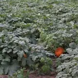 Walker Farm photo