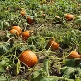 Walker Farm photo