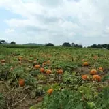 Walker Farm photo