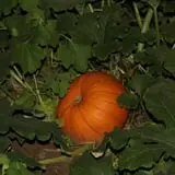 Walker Farm photo